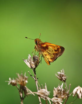 Zabulon Skipper male